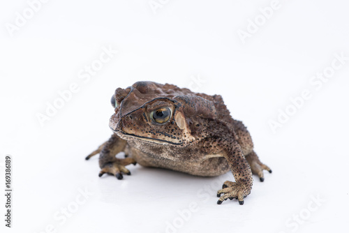 Asian common toad on white background,Amphibian of Thailand