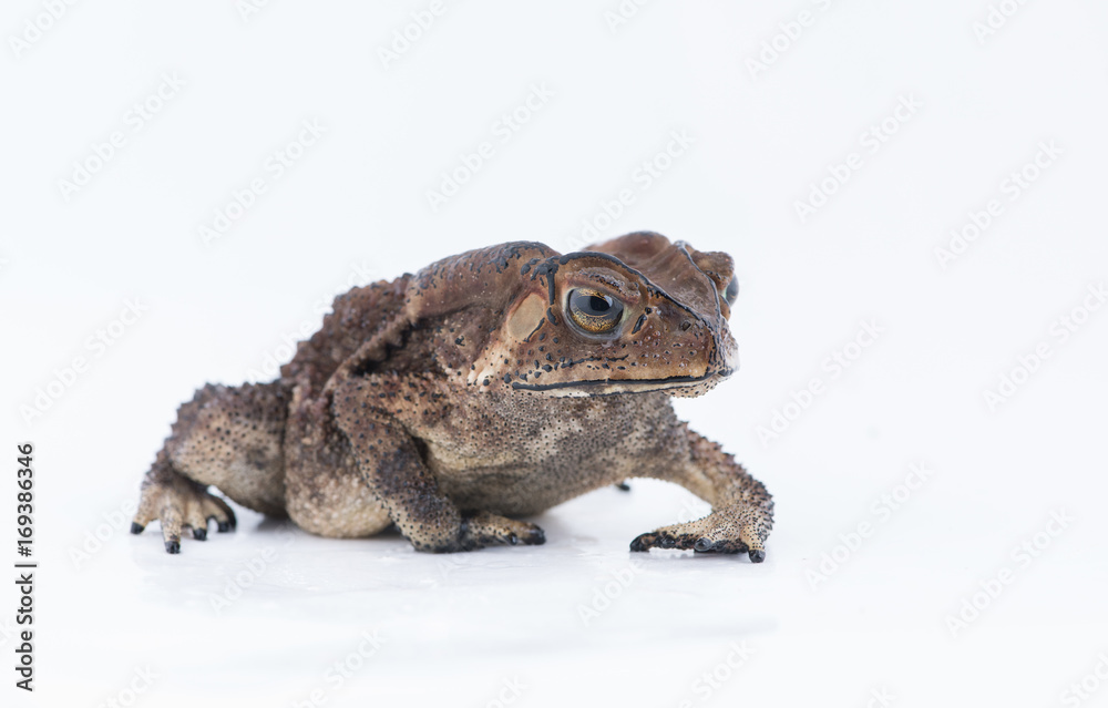 Asian common toad on white background,Amphibian of Thailand Asian common toad on white background,Amphibian of Thailand