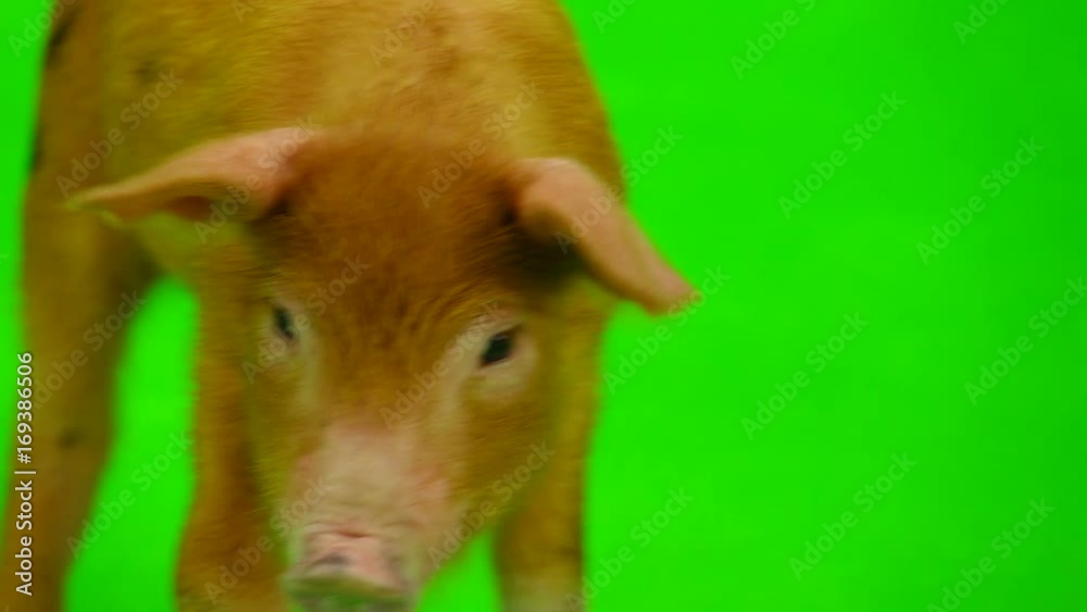 pig isolated on a green background. in studio shot pig isolated on a green background. in studio shot