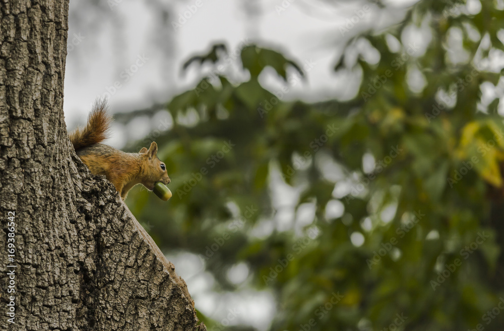 Squirrel on a tree holding an acorn with its mouth