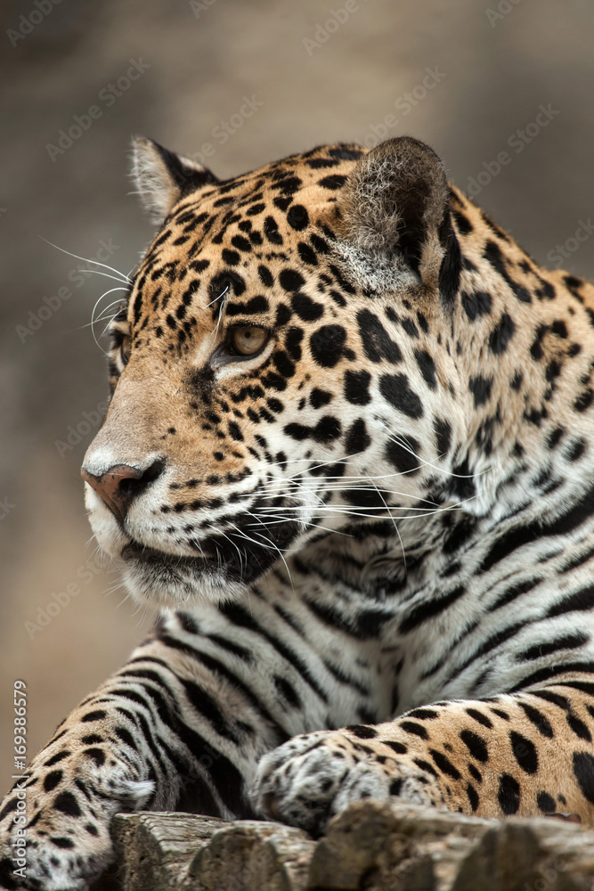 Naklejka premium Jaguar (Panthera onca).