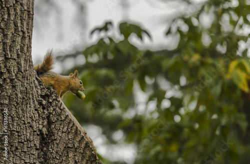 Squirrel on a tree holding an acorn with its mouth © nexusseven