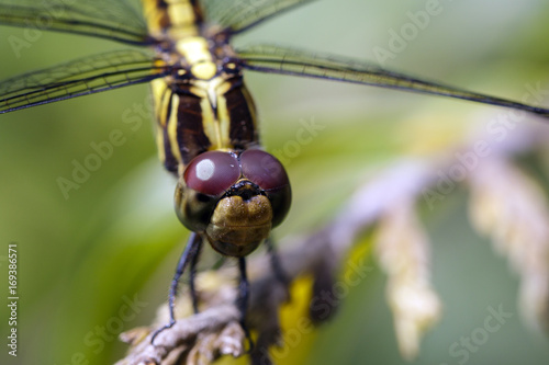 Image of Urothemis Signata dragonflies(female) on the branches on a natural background. photo