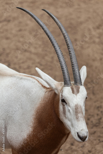 Scimitar oryx (Oryx dammah)