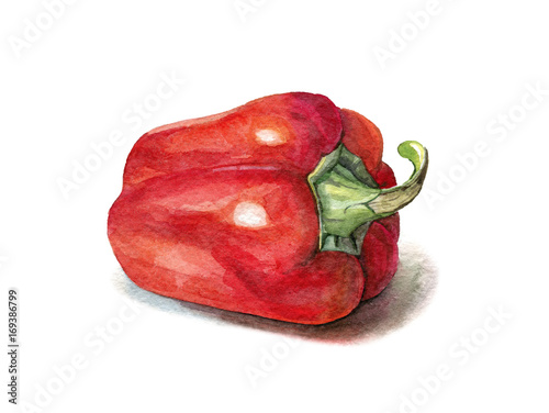 hand painted watercolour sweet pepper on white background