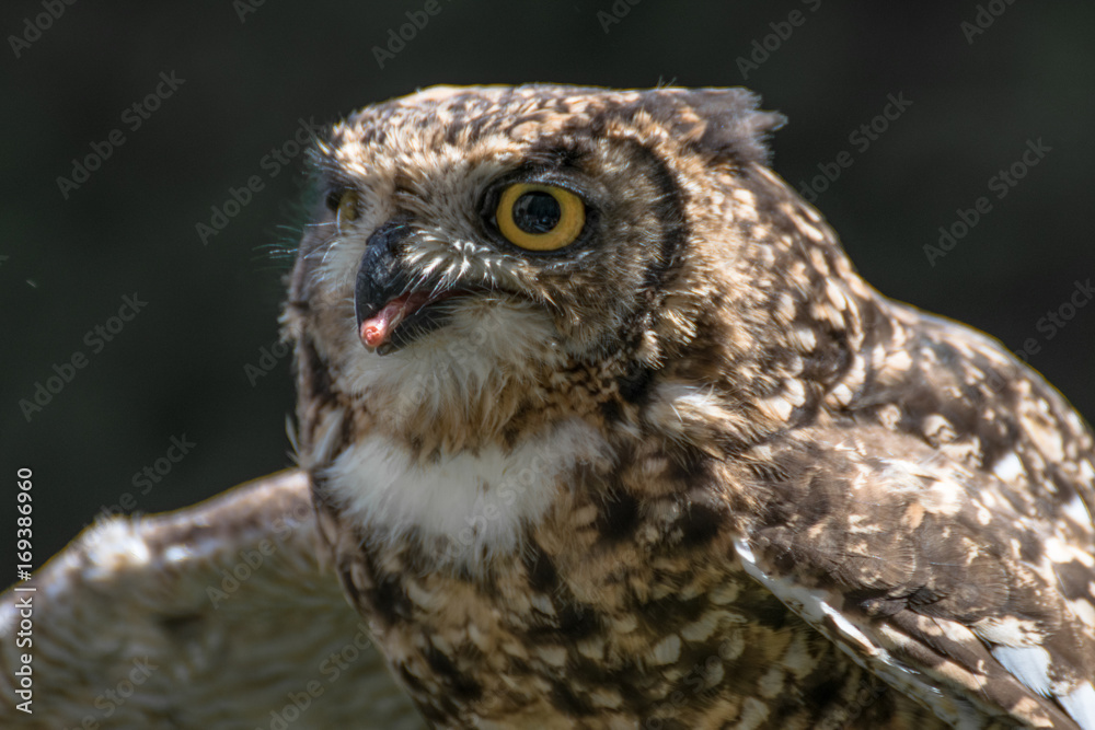 Spotted eagle owl close up Spotted eagle owl close up