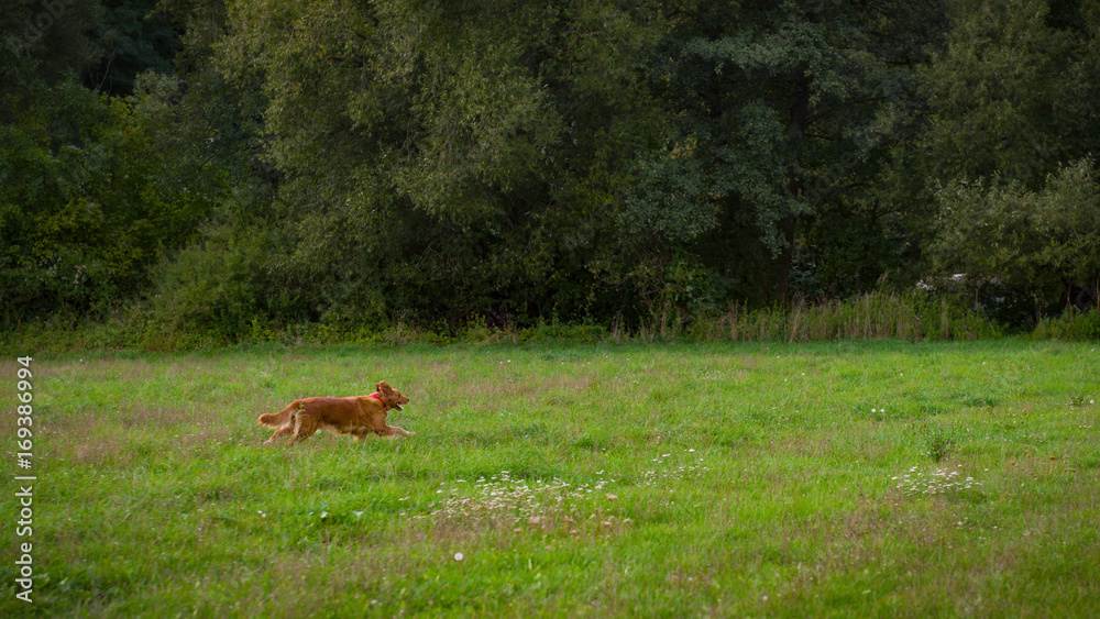 Golden retriever dog. Gorgeous pet dog running through a meadow