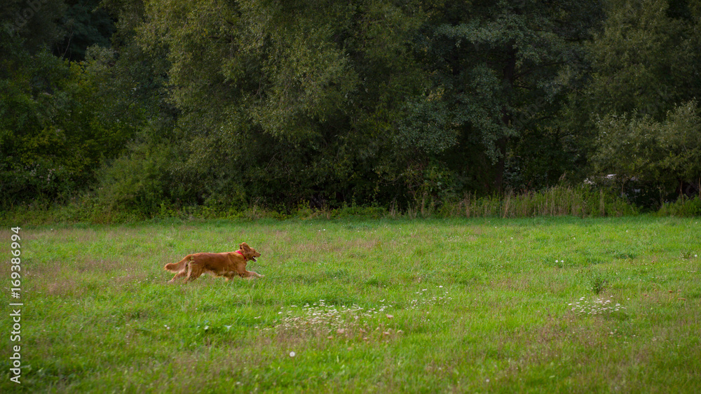 Golden retriever dog. Gorgeous pet dog running through a meadow Golden retriever dog. Gorgeous pet dog running through a meadow