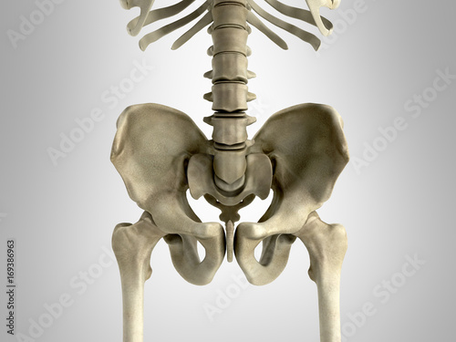 3D rendering medical illustration of the pelvis bone on grey