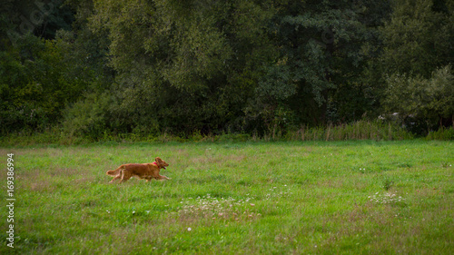 Golden retriever dog. Gorgeous pet dog running through a meadow
