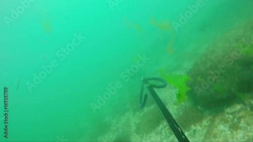 Underwater fisherman on the bottom of the sea, caught a fish. Portuguese Sciaena umbra, photo