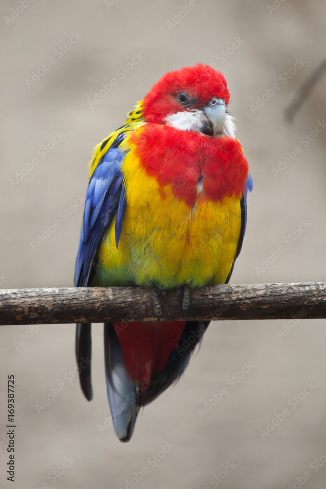 Fototapeta premium Eastern rosella (Platycercus eximius).