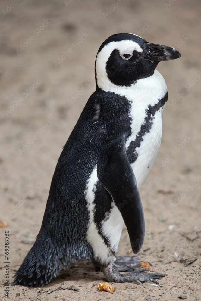 Obraz premium African penguin (Spheniscus demersus)
