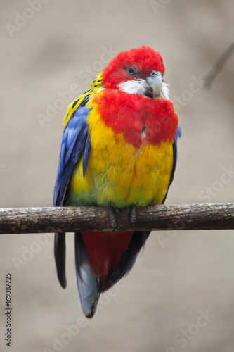 Eastern rosella (Platycercus eximius). photo