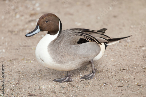 Obraz na płótnie Northern pintail (Anas acuta). w salonie