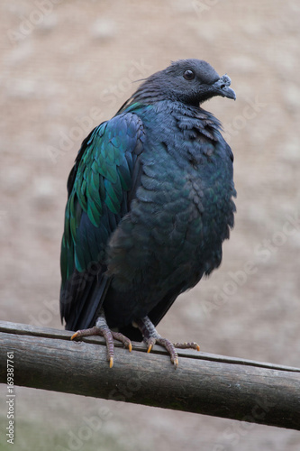 Nicobar pigeon (Caloenas nicobarica).