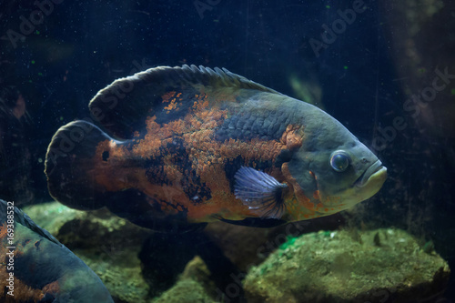 Oscar fish (Astronotus ocellatus). photo
