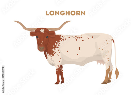Isolated longhorn cow.
