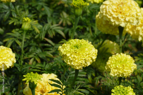 marigolds photo