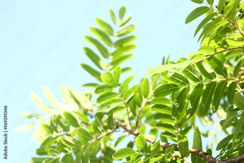 Rowanberry leaves against the sky