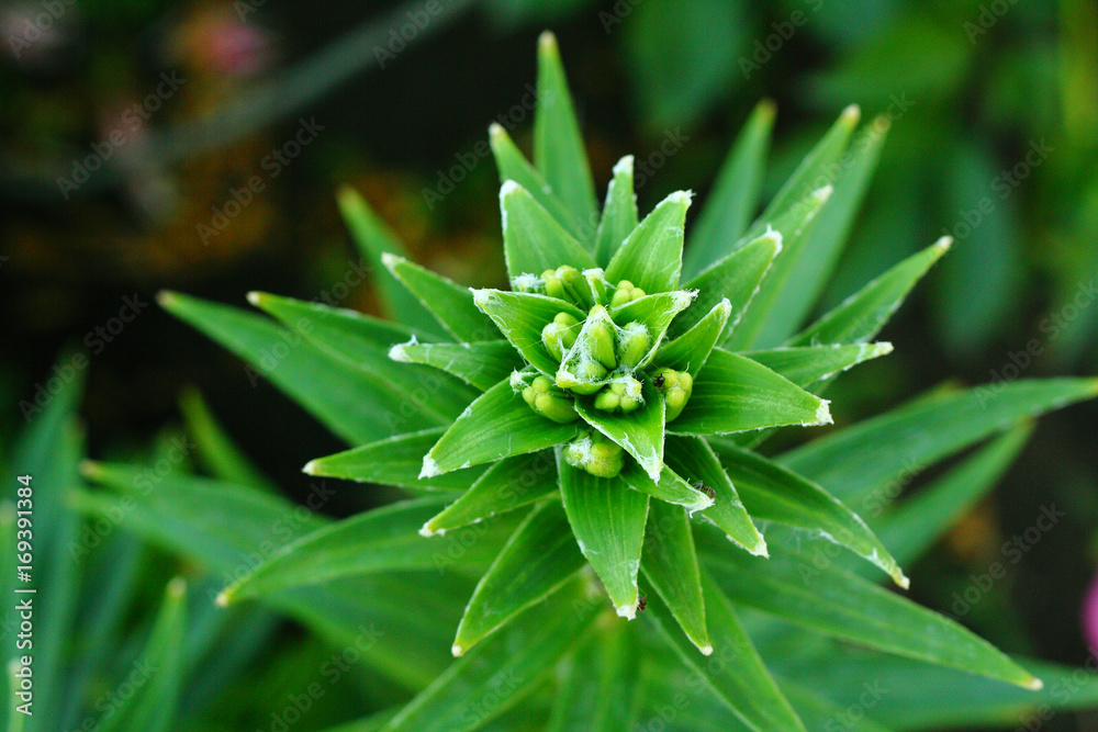 Fototapeta premium Unusual garden flower