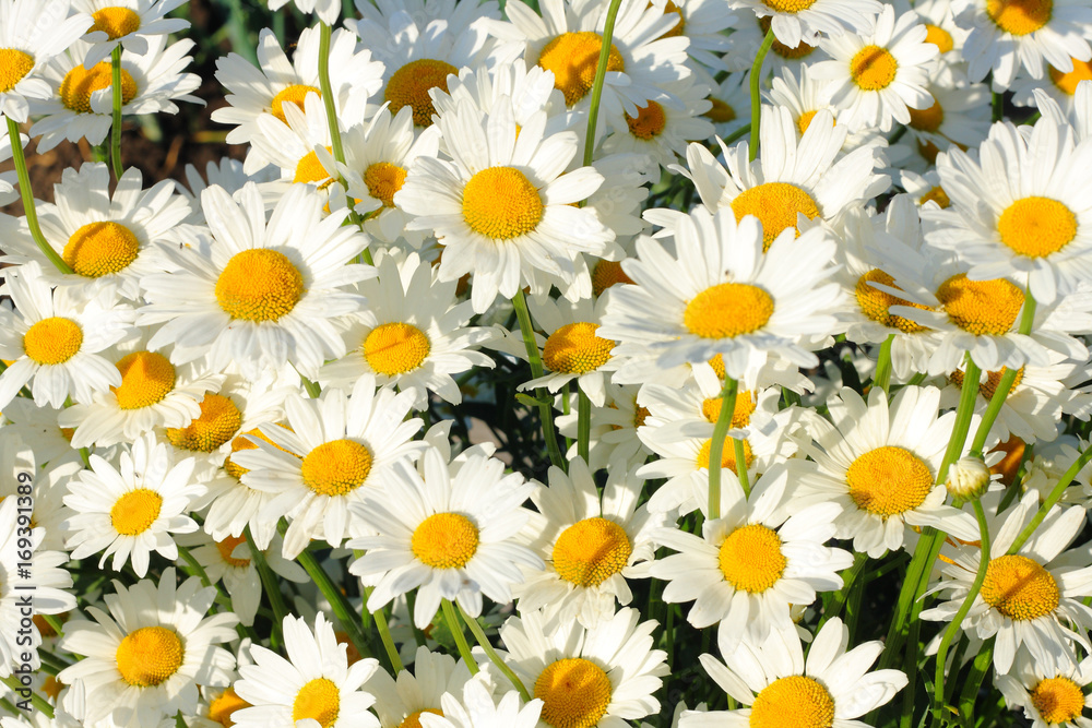 A lot of daisies close-up in the field