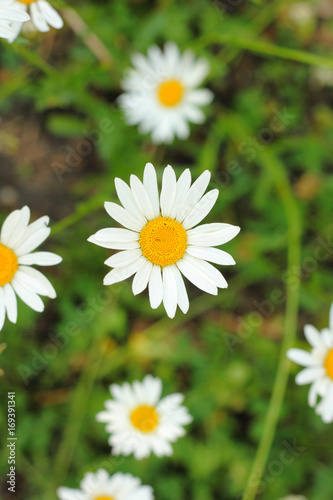 Some chamomile closeup