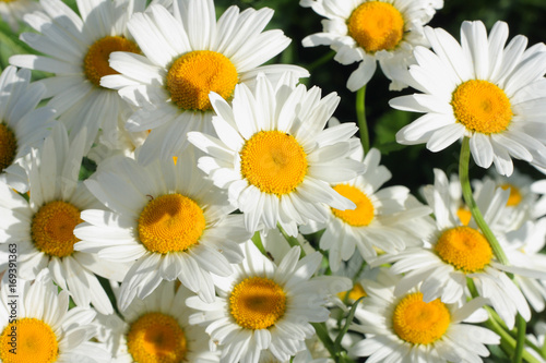 A lot of chamomile closeup