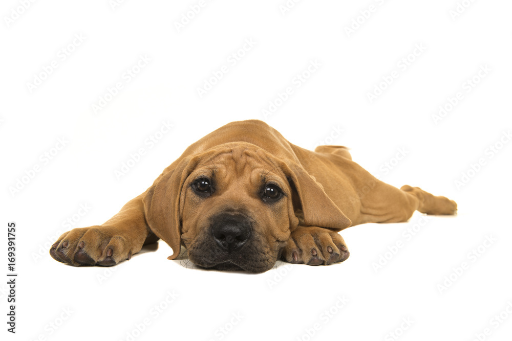 Cute South African mastiff puppy lying flat on the floor and facing the camera on a white background