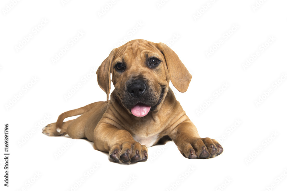 Cute boerboel or South African mastiff puppy lying down and facing the camera on a white background seen from the side Cute boerboel or South African mastiff puppy lying down and facing the camera on a white background seen from the side