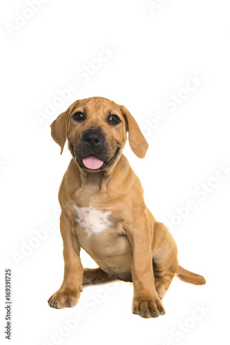 Cute boerboel or South African mastiff puppy sitting and facing the camera on a white background seen from the front