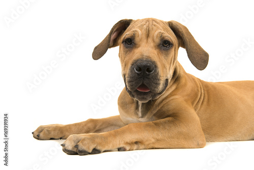 Young female south african mastiff dog portrait facing the camera on a white background