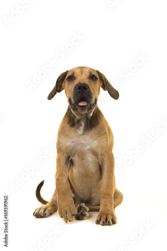 Young female boerboel or South African mastiff sitting and facing the camera on a white background seen from the front