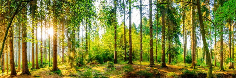 Wonderful forest panorama with bright sun