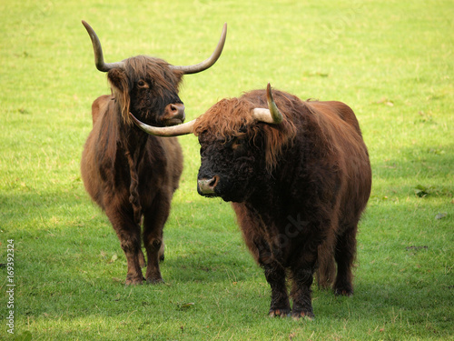 Highland cattle Bulle und Kuh auf einer Weide © Andreas Berheide