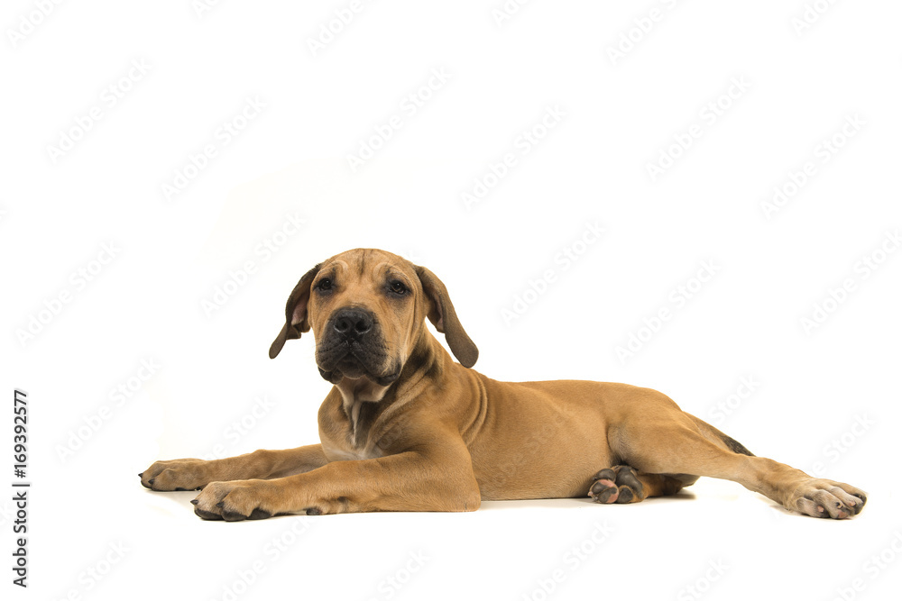 Young female south african mastiff dog seen from the side facing the camera on a white background