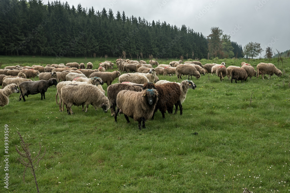 Hairy sheep on a green meadow 44