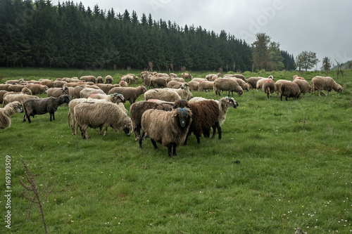 Hairy sheep on a green meadow 44 © bora030