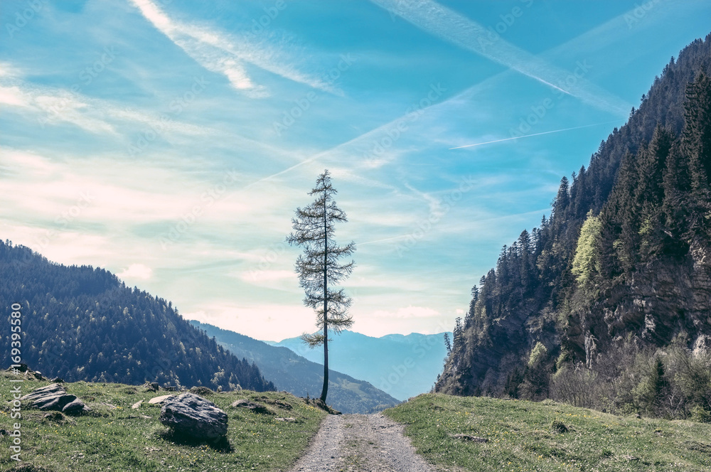 Obraz premium Alpine Tree