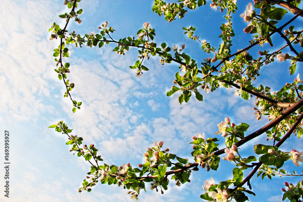 apple blossom and branches in the sky apple blossom and branches in the sky