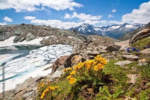 Flowers near the thawing Entova lake, Valmalenco, Lombardy photo