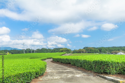  Fresh green tea farm in spring   Row of tea plantations  Japanese green tea plantation  with  blue sky  background  in Fuji city  Shizuoka prefecture  Japan.