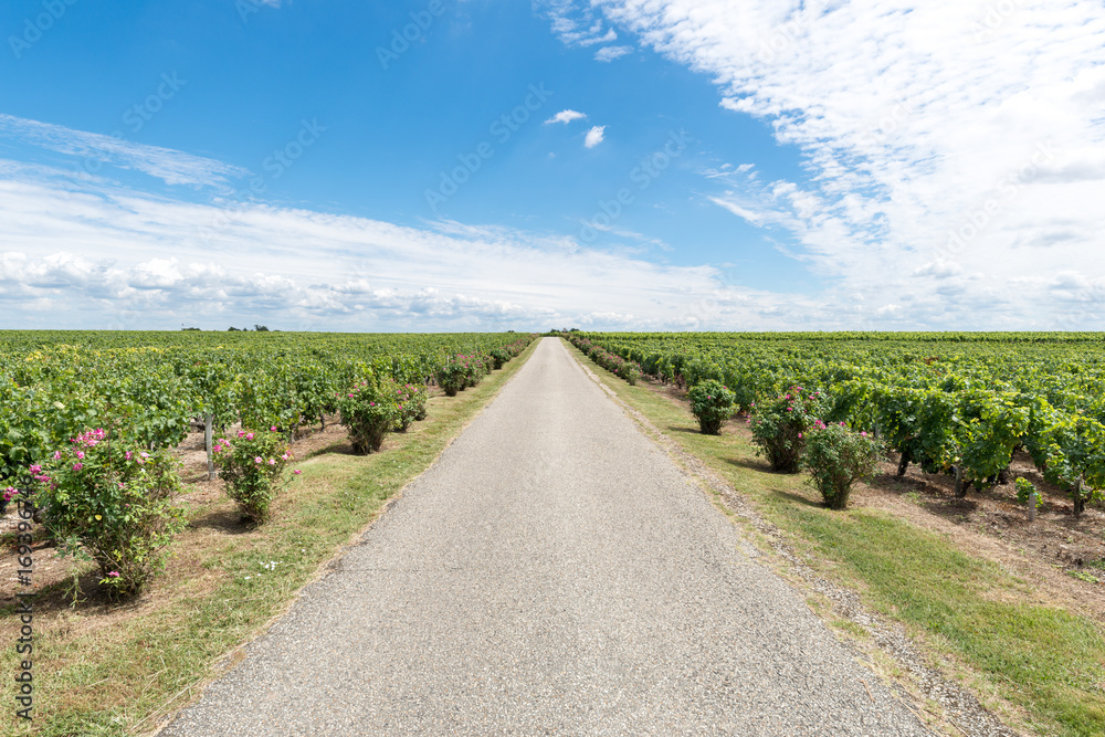 Route au milieu des vignes du Médoc, près de Bordeaux (France)