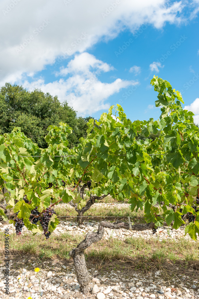 Vignes et raisin du Médoc, près de Bordeaux (France)