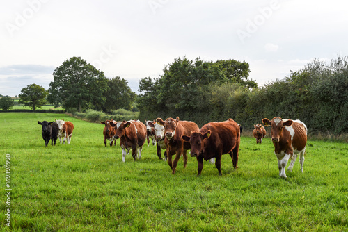 Cows running across a field