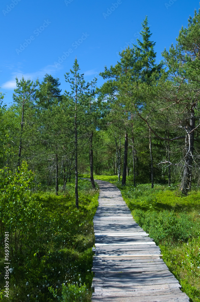 Beautiful path through the woods of a marsh