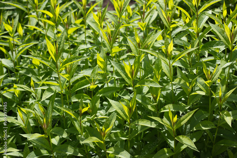 Fresh green plants Fresh green plants