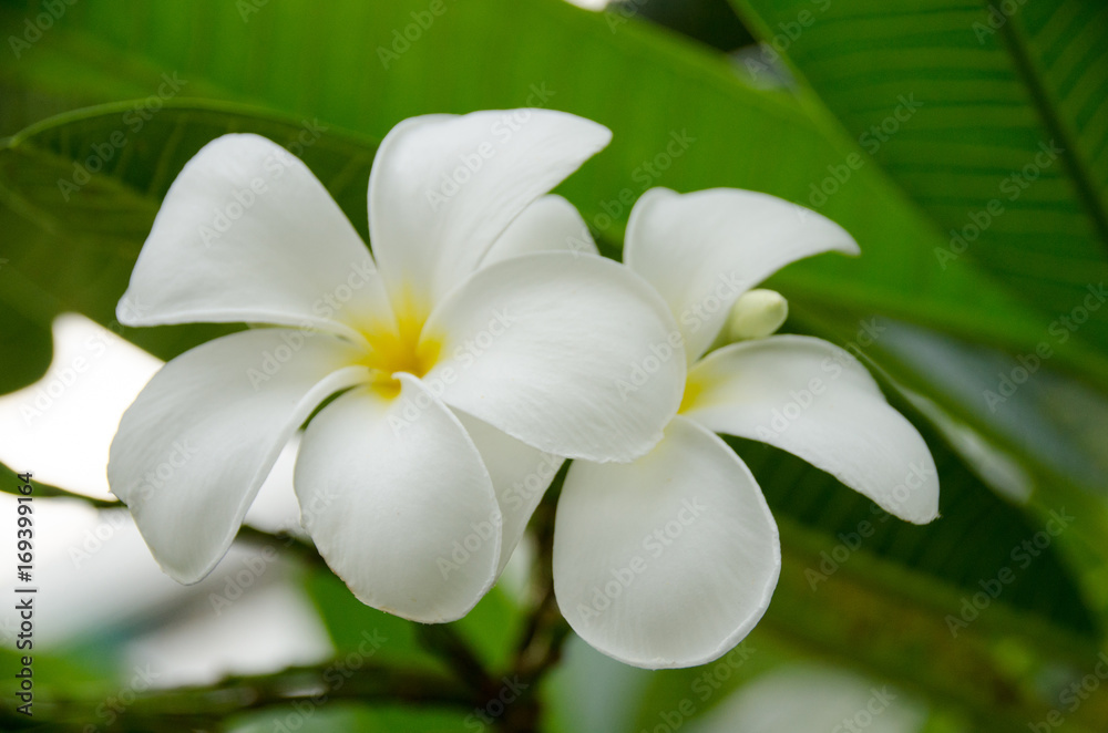 Fototapeta premium Plumeria with green background