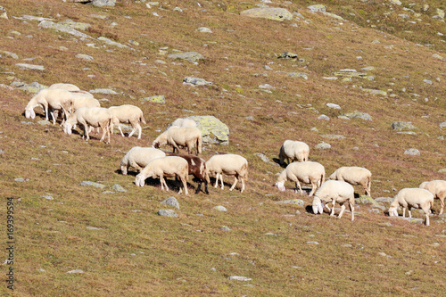gregge di pecore in alta montagna