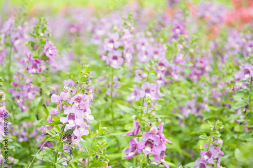 Purple flowers in garden.